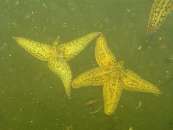 asterias
